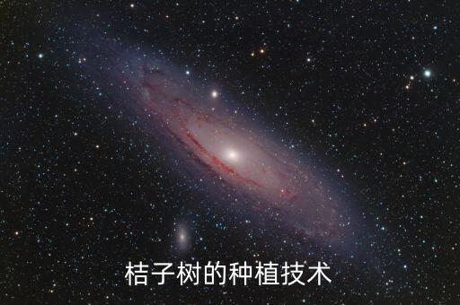 桔子樹的種植技術(shù)