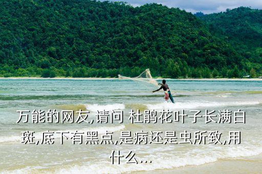 萬能的網友,請問 杜鵑花葉子長滿白斑,底下有黑點,是病還是蟲所致,用什么...