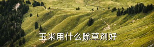  玉米用什么除草劑好