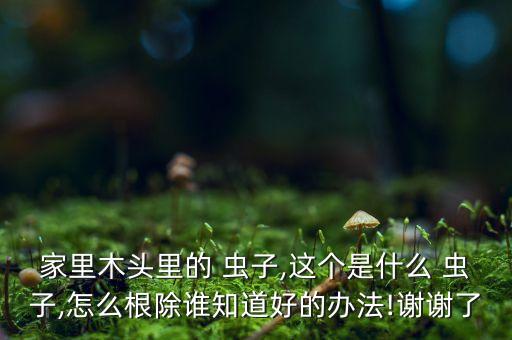 什么農藥能殺死鼠婦蟲子,什么東西可以殺死鼠婦