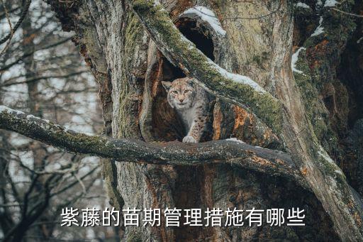 什么農(nóng)藥可以除掉紫藤