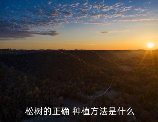 種植松樹用什么農(nóng)藥好,黑龍江適合種植什么松樹