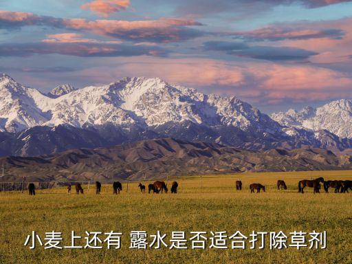 小麥上還有 露水是否適合打除草劑