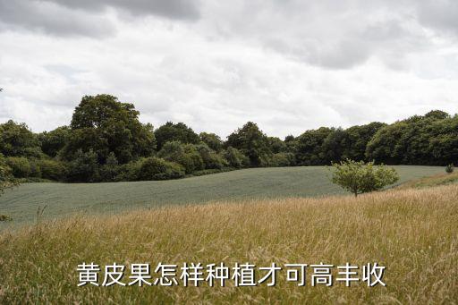 黃皮樹打什么農藥,黃皮用什么農藥吹花結果