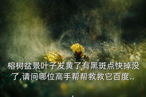  榕樹盆景葉子發黃了有黑斑點快掉沒了,請問哪位高手幫幫救救它百度...