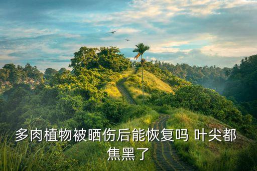 ,藍莓葉尖焦黑打什么農藥