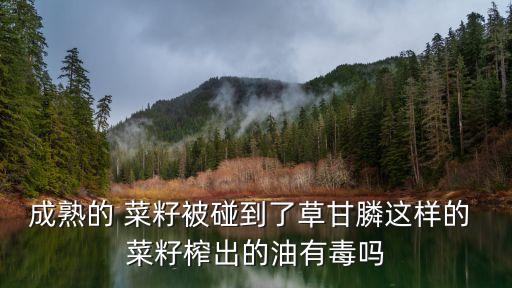 成熟的 菜籽被碰到了草甘膦這樣的 菜籽榨出的油有毒嗎