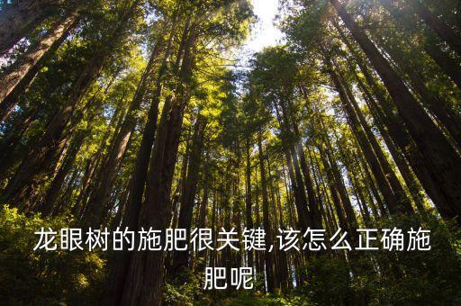  龍眼樹的施肥很關鍵,該怎么正確施肥呢