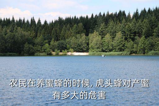 農民在養蜜蜂的時候, 虎頭蜂對產蜜有多大的危害