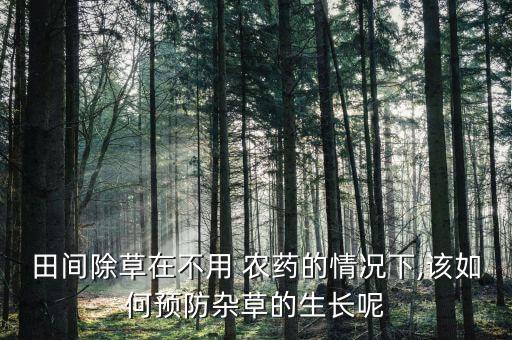 田間除草在不用 農藥的情況下,該如何預防雜草的生長呢