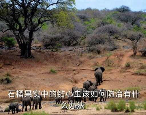  石榴果實中的鉆心蟲該如何防治有什么辦法