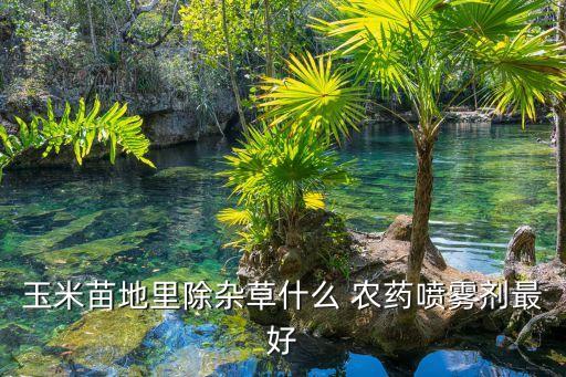 玉米苗地里除雜草什么 農藥噴霧劑最好