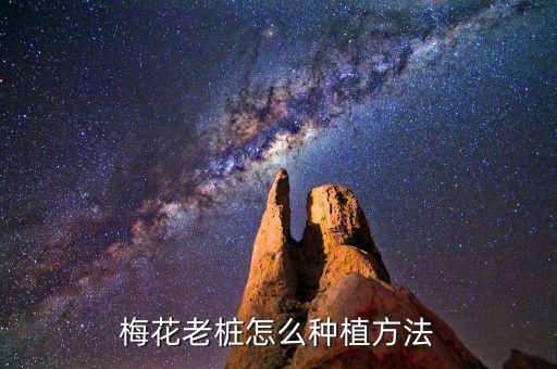 梅花老樁怎么種植方法