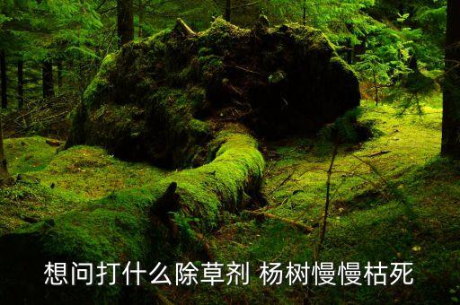 想問打什么除草劑 楊樹慢慢枯死