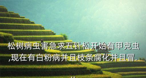  松樹病蟲害急求五針?biāo)砷_始有甲克蟲,現(xiàn)在有白粉病并且枝條腐化并且冒...