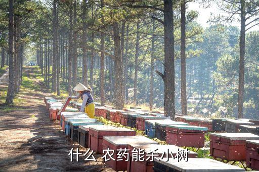 大樹干擾用什么農藥好,有沒有什么農藥能把大樹打死