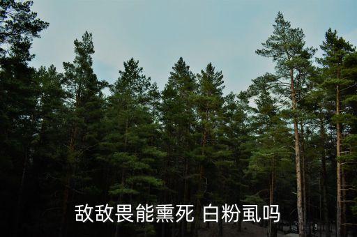 白粉虱用什么農(nóng)藥殺死好,不用農(nóng)藥殺死白粉虱