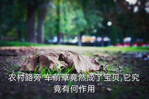 農村路旁 車前草竟然成了寶貝,它究竟有何作用