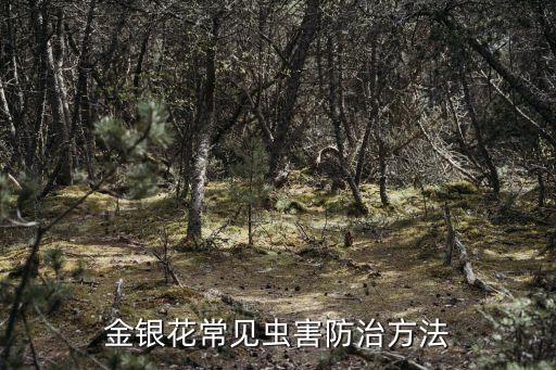 ,木蠹蛾用什么農藥治療