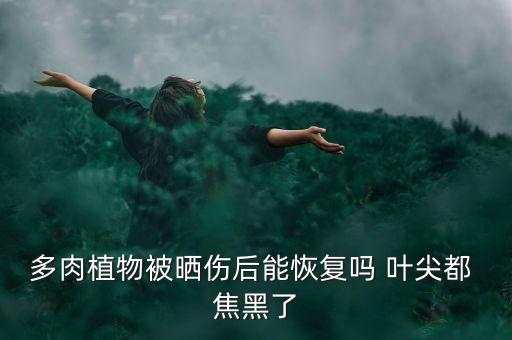 多肉植物被曬傷后能恢復嗎 葉尖都 焦黑了