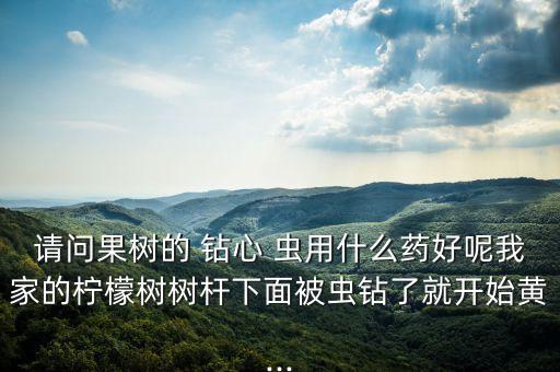 請問果樹的 鉆心 蟲用什么藥好呢我家的檸檬樹樹桿下面被蟲鉆了就開始黃...