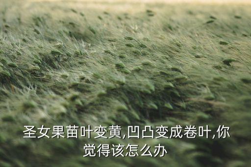 圣女果黃葉病用什么農藥,黃葉病噴什么農藥