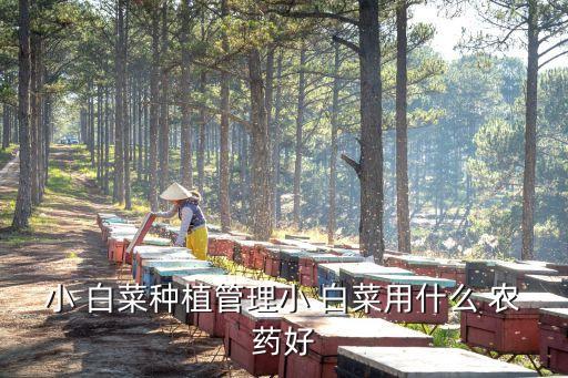 適合白菜的農藥是什么,打農藥的白菜是什么樣的