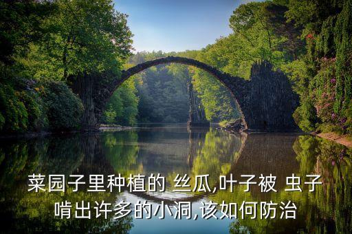 絲瓜用什么農(nóng)藥打蟲子,絲瓜容易招什么蟲子