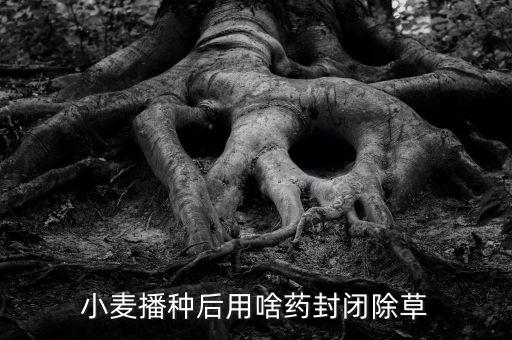 打麥子的農藥是什么藥劑