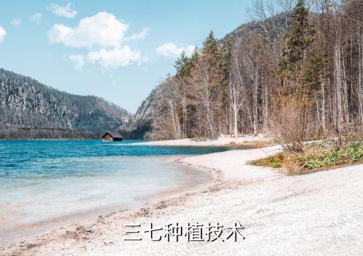  三七種植技術