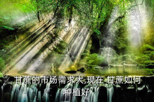 甘蔗的市場需求大,現在 甘蔗如何種植好