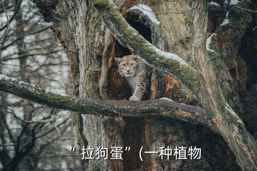 “ 拉狗蛋”(一種植物