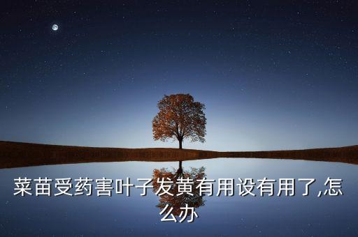 什么菜不打農藥不用激素,什么農藥能把菜弄黃