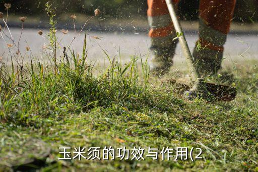玉米須用什么農藥,喝玉米須水有什么好處