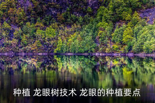種植 龍眼樹技術 龍眼的種植要點