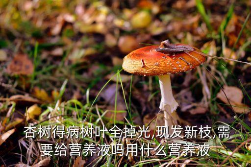  杏樹得病樹葉全掉光,現(xiàn)發(fā)新枝,需要給營(yíng)養(yǎng)液?jiǎn)嵊檬裁礌I(yíng)養(yǎng)液