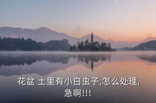  花盆 土里有小白蟲子,怎么處理,急啊!!!