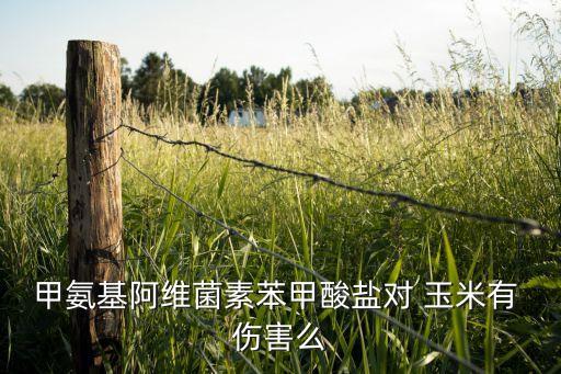 甲氨基阿維菌素苯甲酸鹽對 玉米有 傷害么