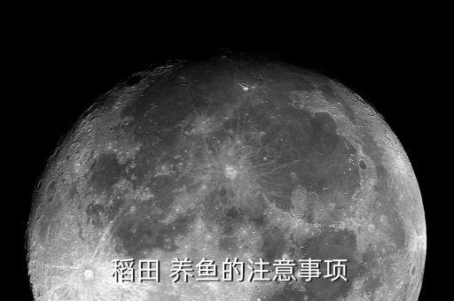  稻田 養(yǎng)魚的注意事項(xiàng)