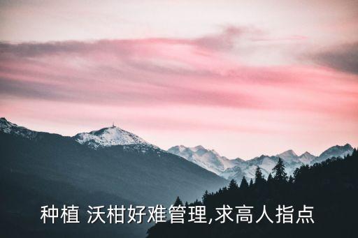 種植 沃柑好難管理,求高人指點(diǎn)
