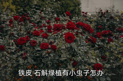 鐵皮 石斛綠植有小蟲子怎辦