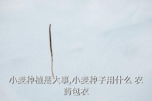 今年種麥買什么農(nóng)藥好,今年什么時(shí)間種麥