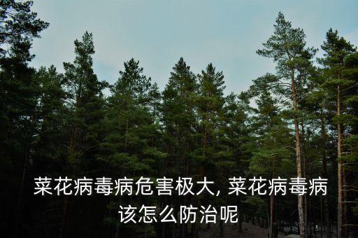  菜花病毒病危害極大, 菜花病毒病該怎么防治呢