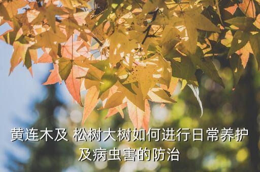 黃連木及 松樹大樹如何進(jìn)行日常養(yǎng)護(hù)及病蟲害的防治