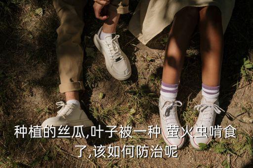 螢火蟲要用什么農藥最好,什么天氣看螢火蟲最好