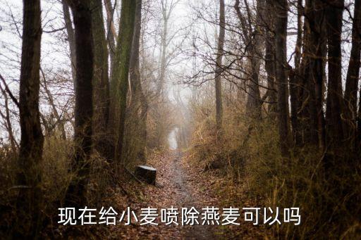 現在給小麥噴除燕麥可以嗎