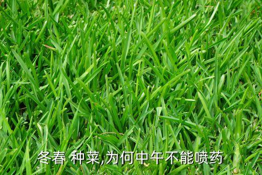什么季節種菜不打農藥的,陽臺種菜什么季節合適