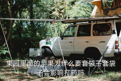  果園里面的蘋果為什么要套袋子套袋子會影響打藥嗎