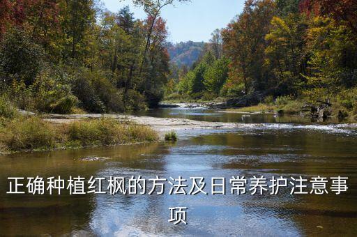 正確種植紅楓的方法及日常養護注意事項