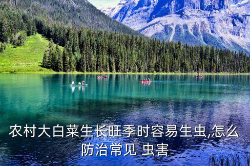 農村大白菜生長旺季時容易生蟲,怎么防治常見 蟲害